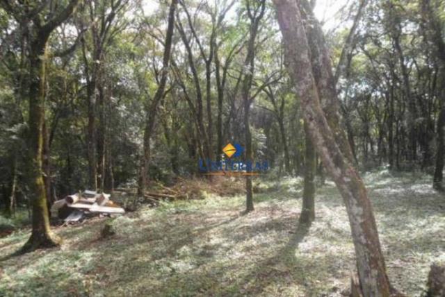 Terreno para venda em colombo no bairro são gabriel - Foto 3