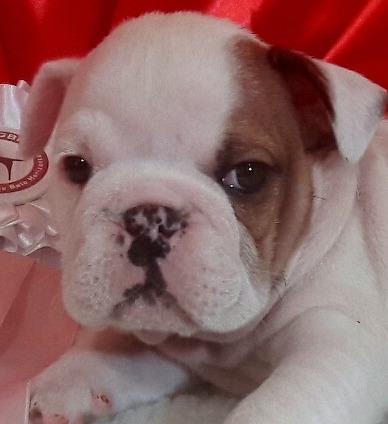 Bulldog Inglês Bulldog Inglês filhos do melhor do Brasil 2017