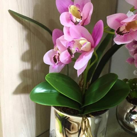 Curso de orquídeas para vendas - Foto 2