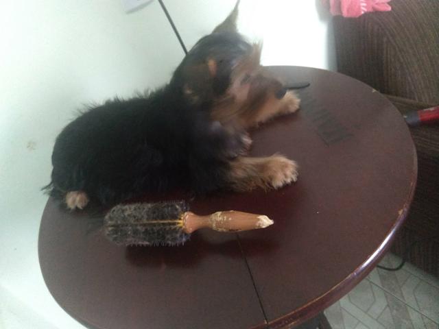Yorkshire terrier York - Foto 3