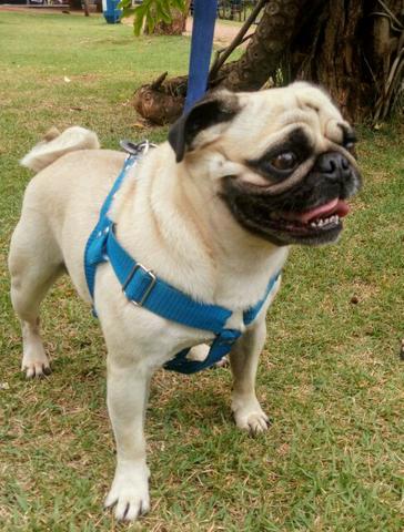 Pug Macho Puro para Cruza