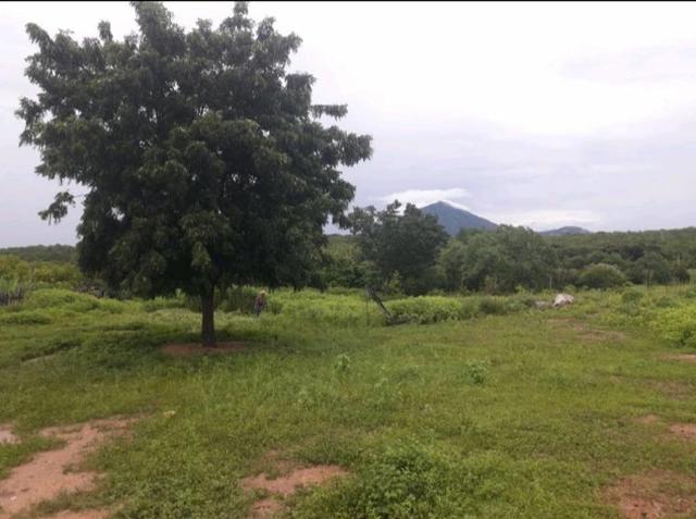 Fazenda em forquilha 130 hectares - Foto 6