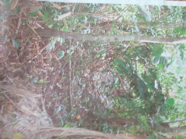 Terreno em Alcântara - Foto 9