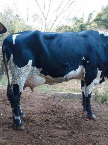 Vaca de leite - Foto 5