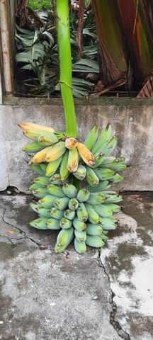 Banana Figo