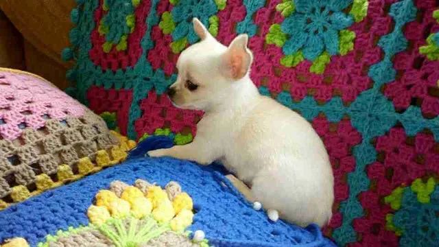 Chihuahua Machinho branco 700,00 Filhote Black friday - Foto 2