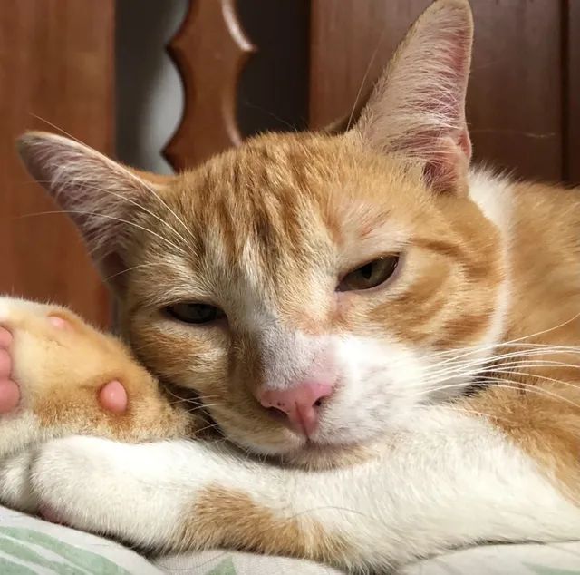 Gato Castrado Adoção 