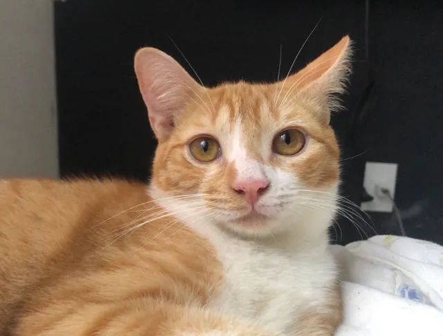 Gato Castrado Adoção  - Foto 2