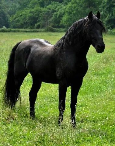 cavalo árabe 