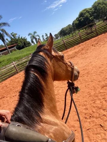 Traia de frente - Cavalos e acessórios - Vila Jayara, Anápolis