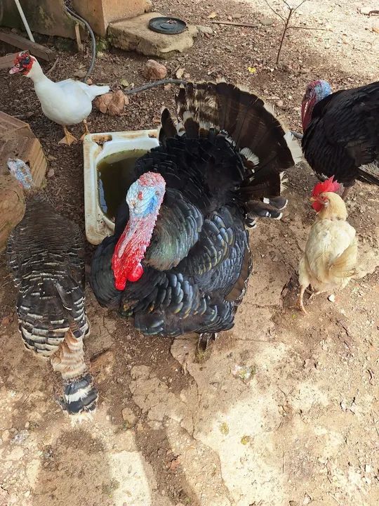 Vende-se peru macho