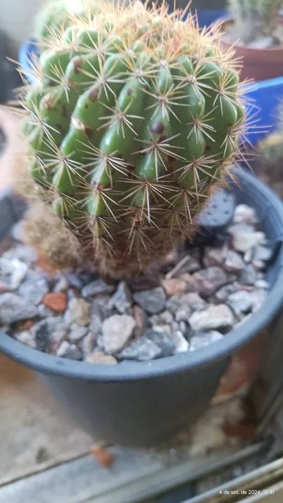 Cacto Echinopsis