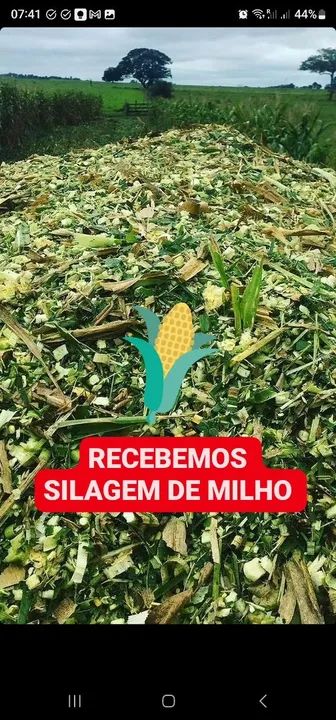Silagem de Milho 