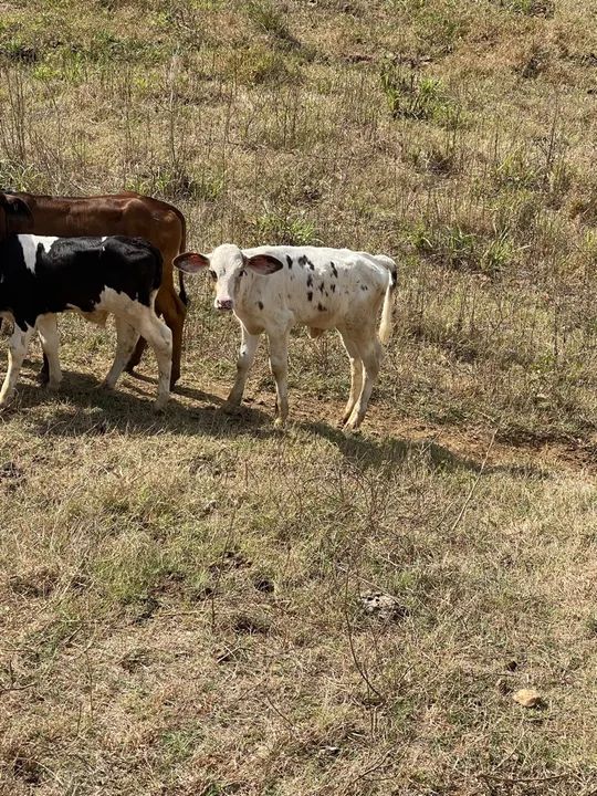 Bezerro recem nascido