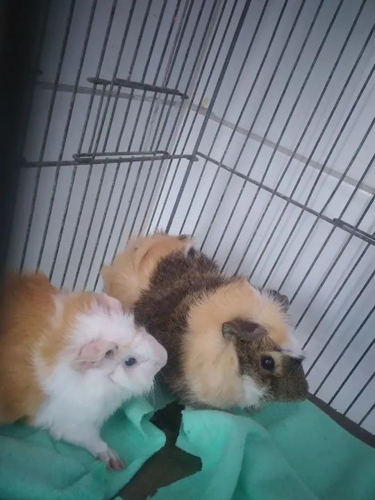 Flhotes de porquinho da índia Abissinio  - Foto 2