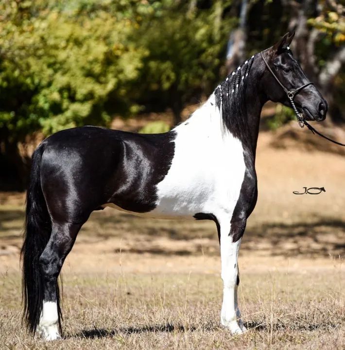 Coberturas - Preto Pampa Marcha Picada