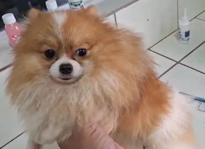 Spitz Alemão Filhote - Fofo e Charmoso - Foto 2