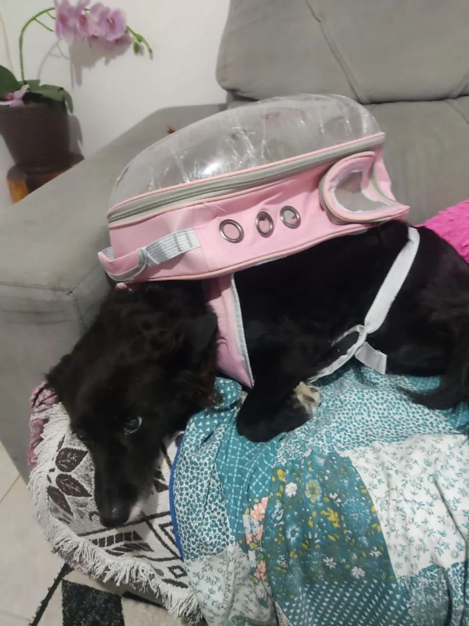 Mochila Pet Transparente para Transporte de Animais Pequenos - Foto 5