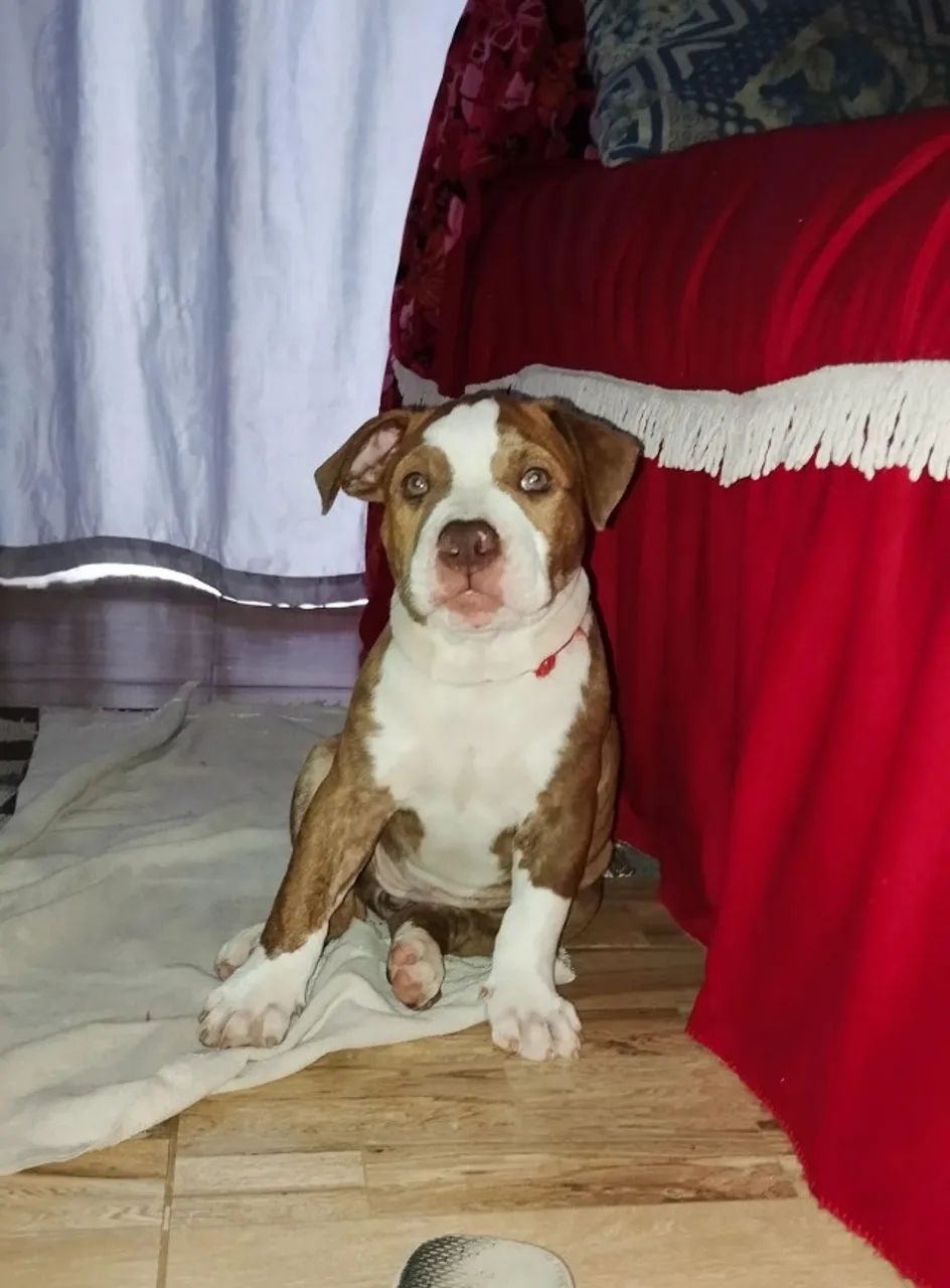 Filhote de pitbull fêmea