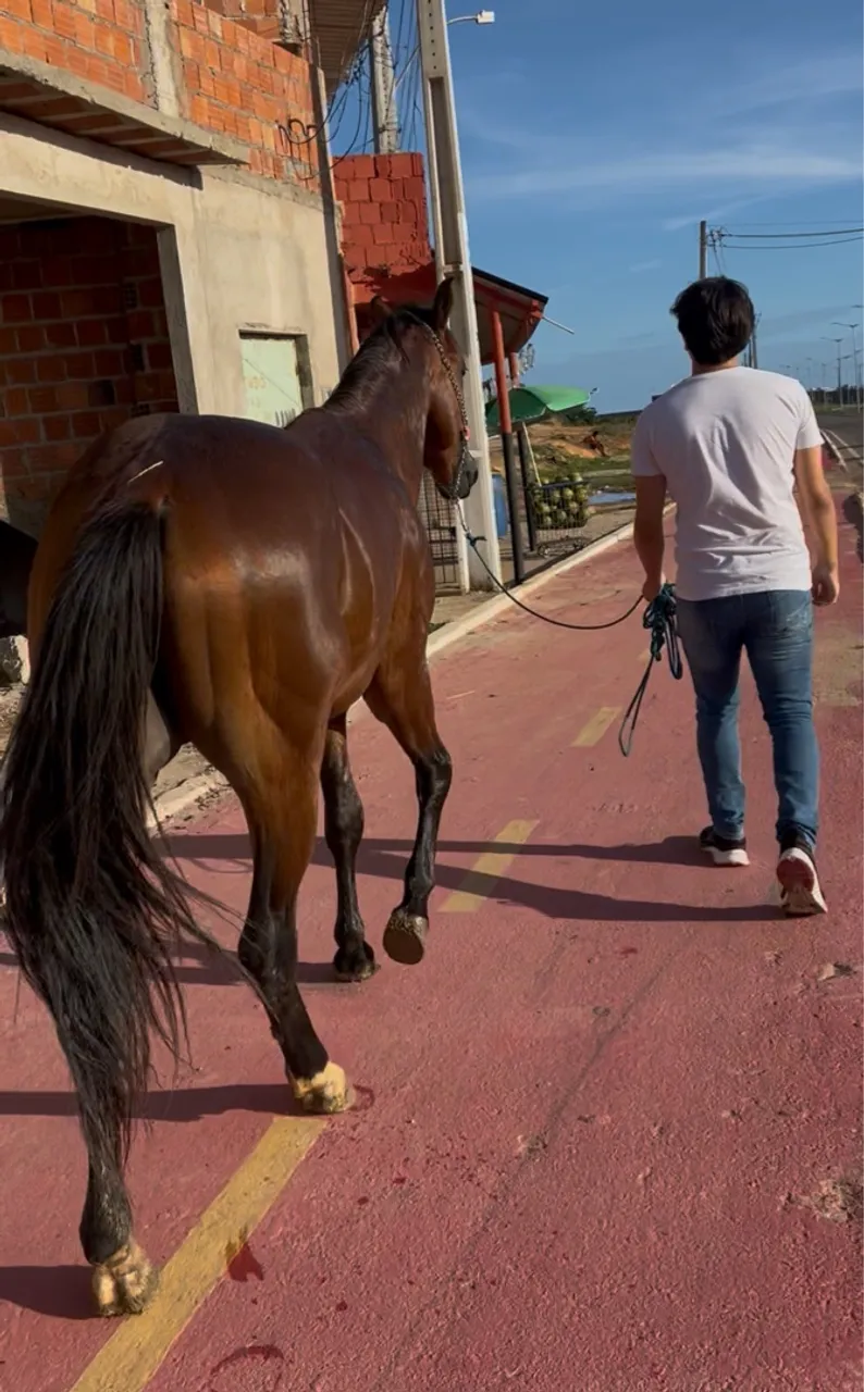Potro quarto de milha