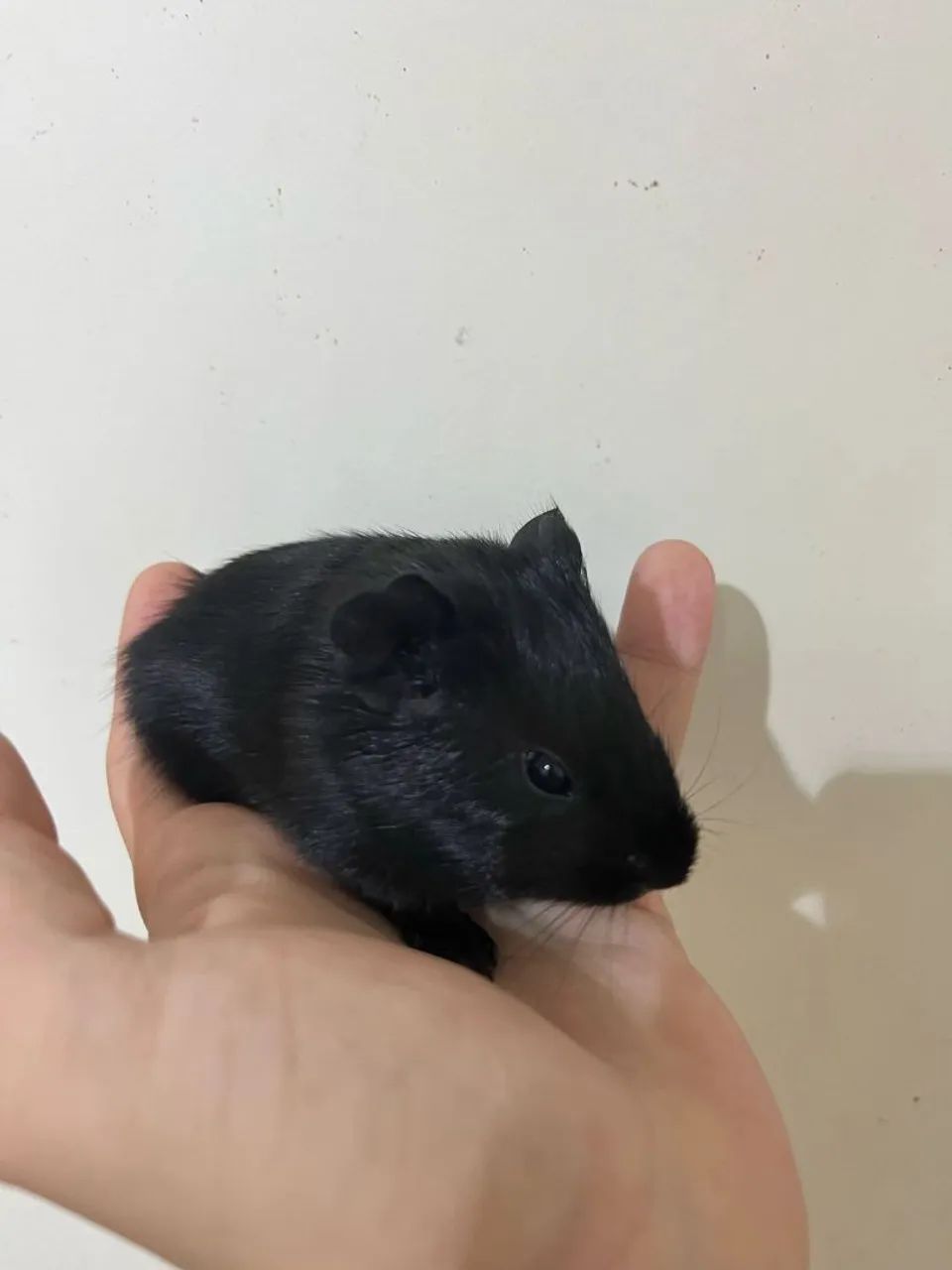 Filhote de porquinhos da Índia  - Foto 4