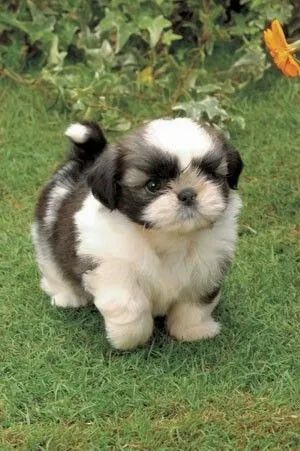 Filhotes de shihtzu  