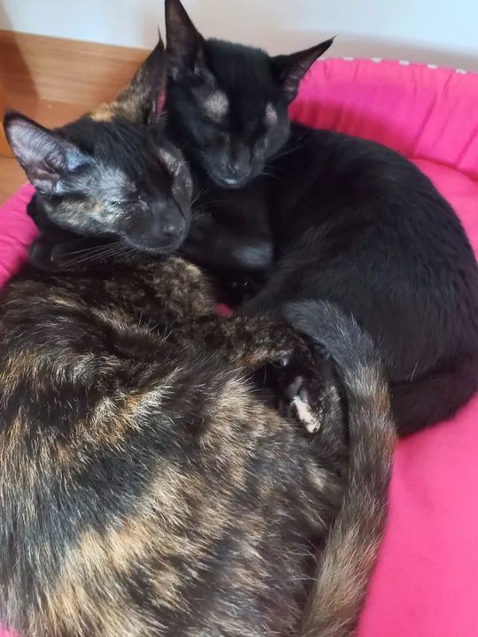 Duas Gatinhas Pretas para Adoção - Foto 2