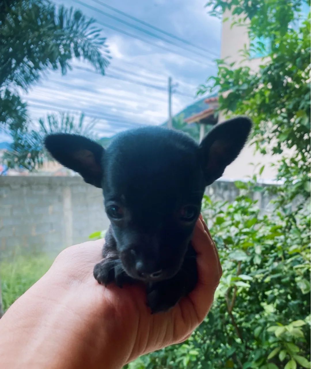 Vendo filhote fêmea de Pinscher zero