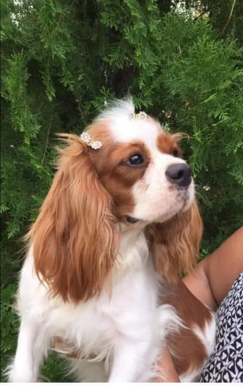 Cavalier King Charles spaniel com pedigree CBKC