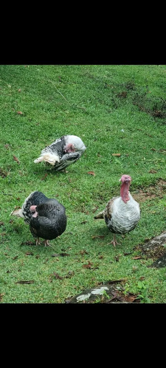 Perus e patos
