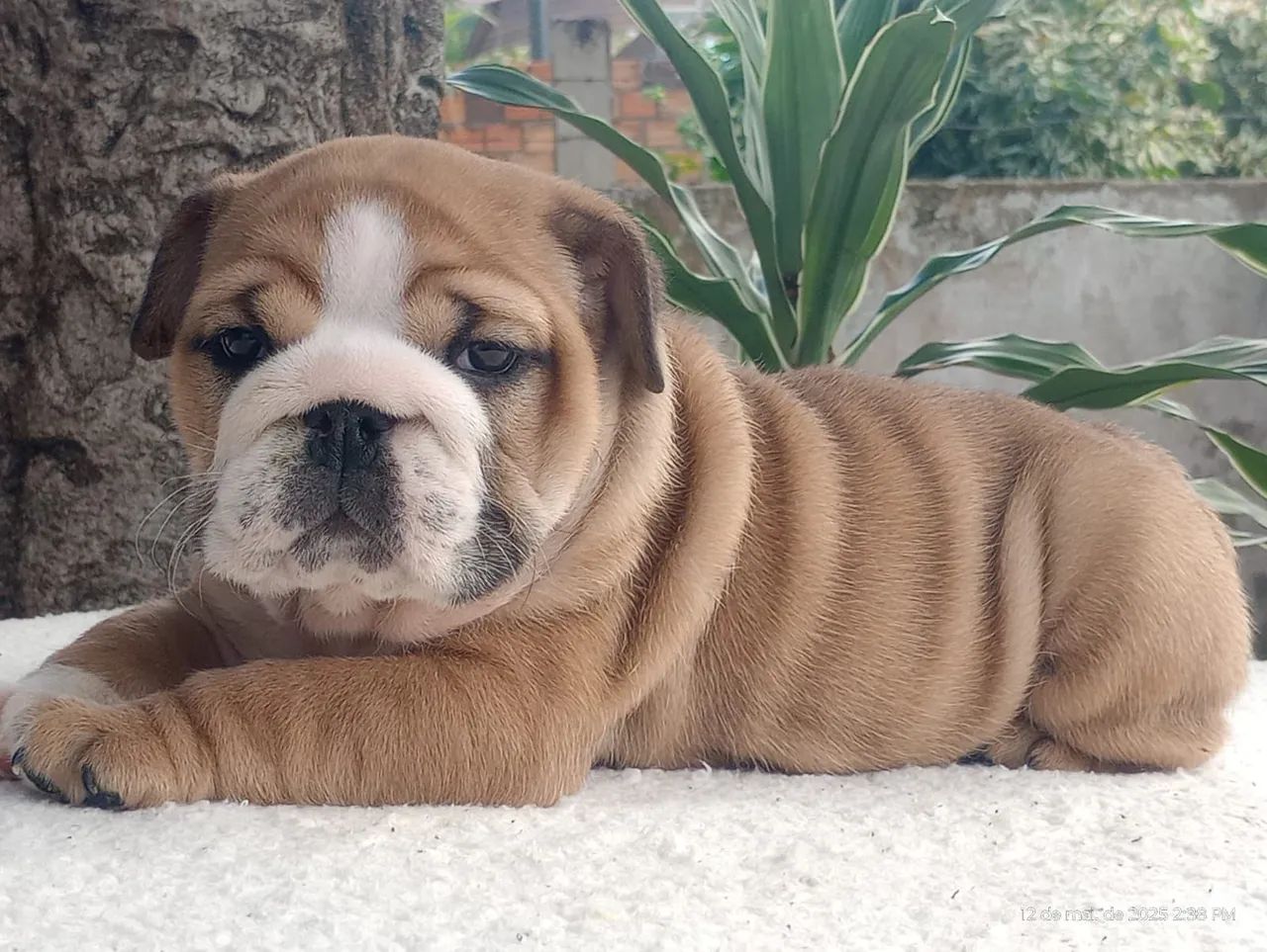 Bulldog Inglês - PERFEIÇÃO!  - Foto 2