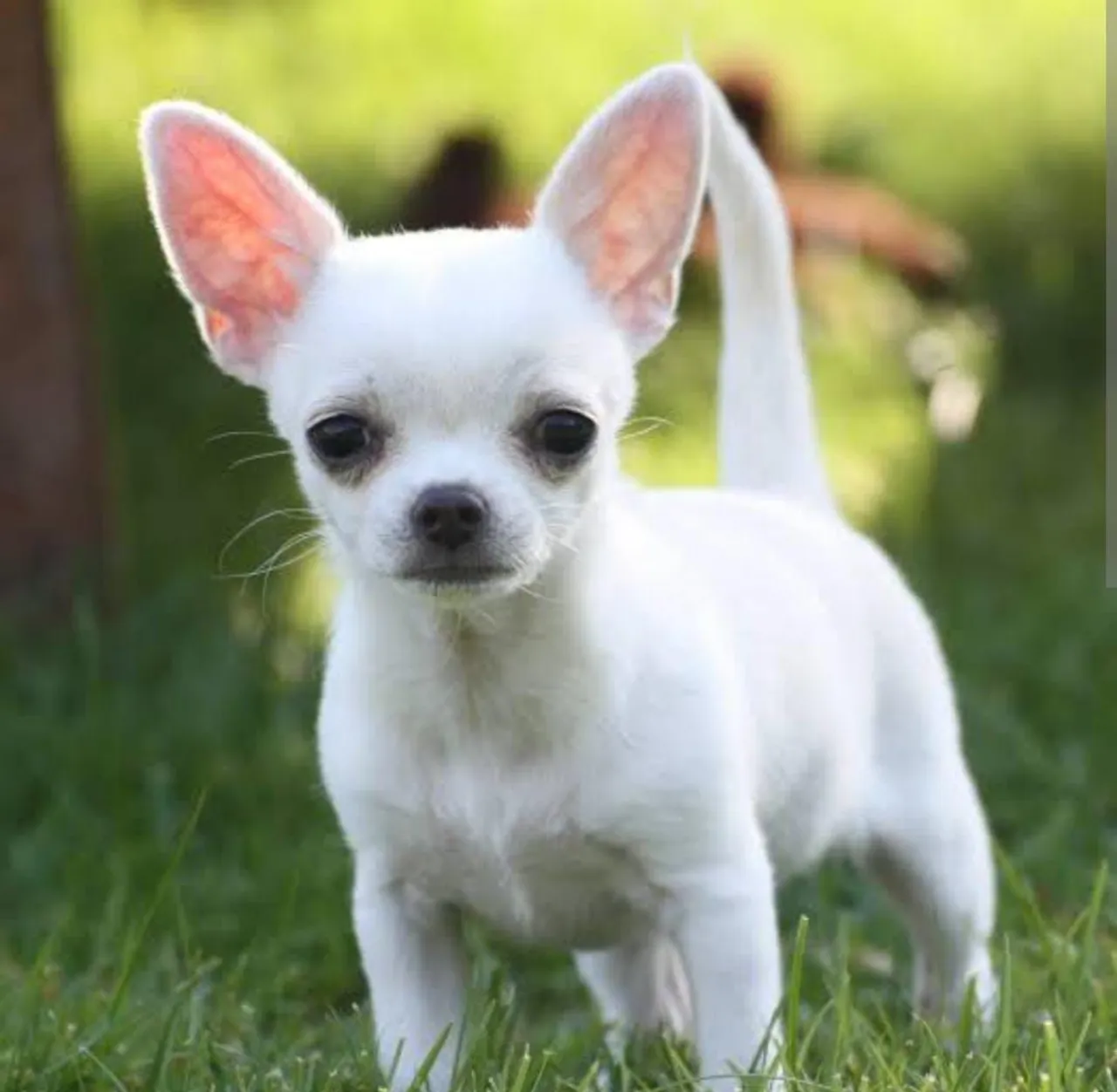 Chihuahua filhote branco disponível para adoção
