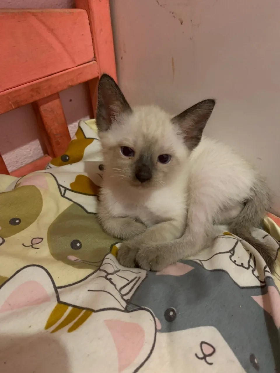 Gatinho filhote Siamês para adoção