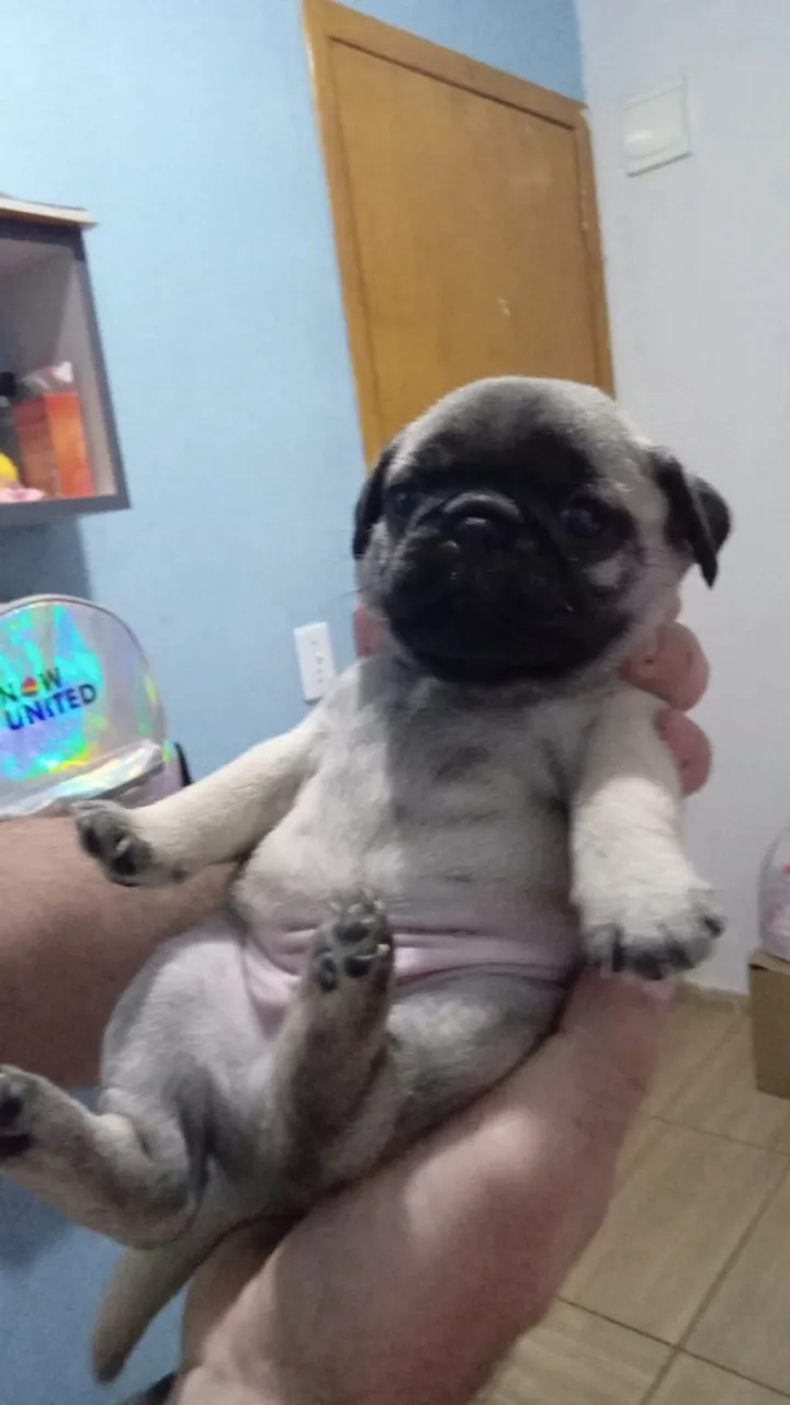 Pug