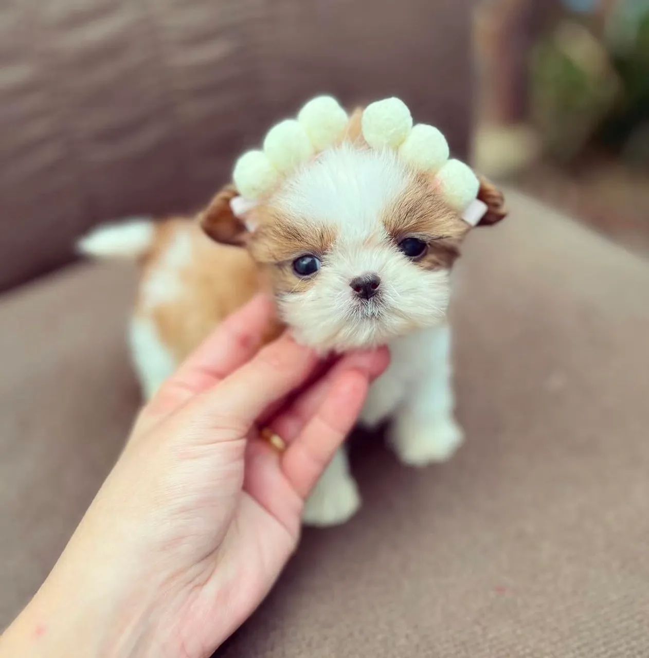 SHITZU FILHOTE FÊMEA