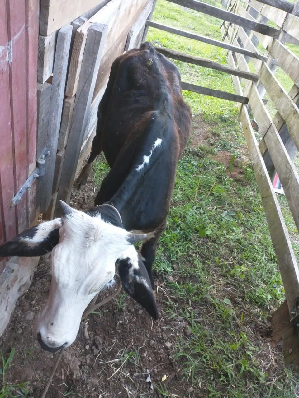 Novilho de um ano e três  meses