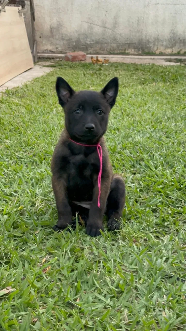 Filhote de Pastor Belga Malinois disponível