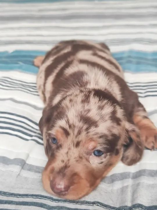 Dachshund Mini Arlequim chocolate - Foto 3