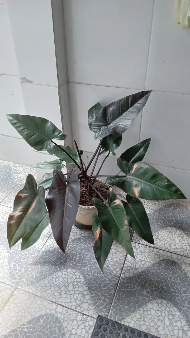 Linda planta com vaso 100,00reais  - Foto 2