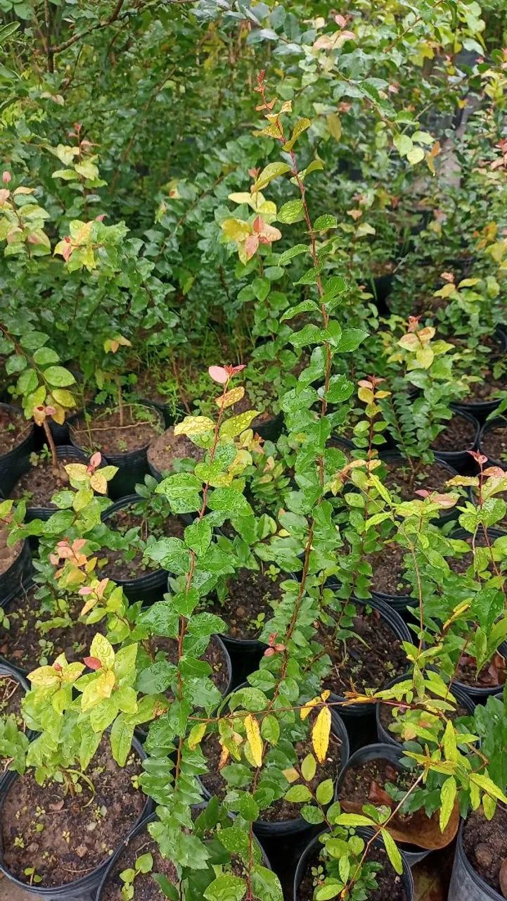 Vendo mudas frutíferas de pequeno porte 