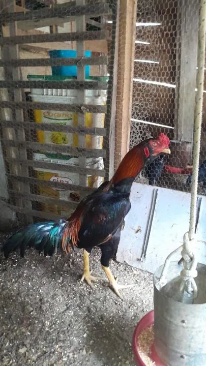 Galo índio puro-  - Foto 6