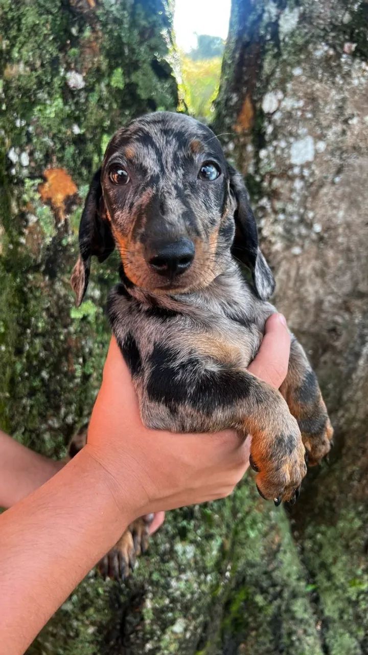 basset daschund machos e femeas  - Foto 4