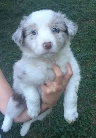 Border Collie trabalhamos com mais de 20 raças.