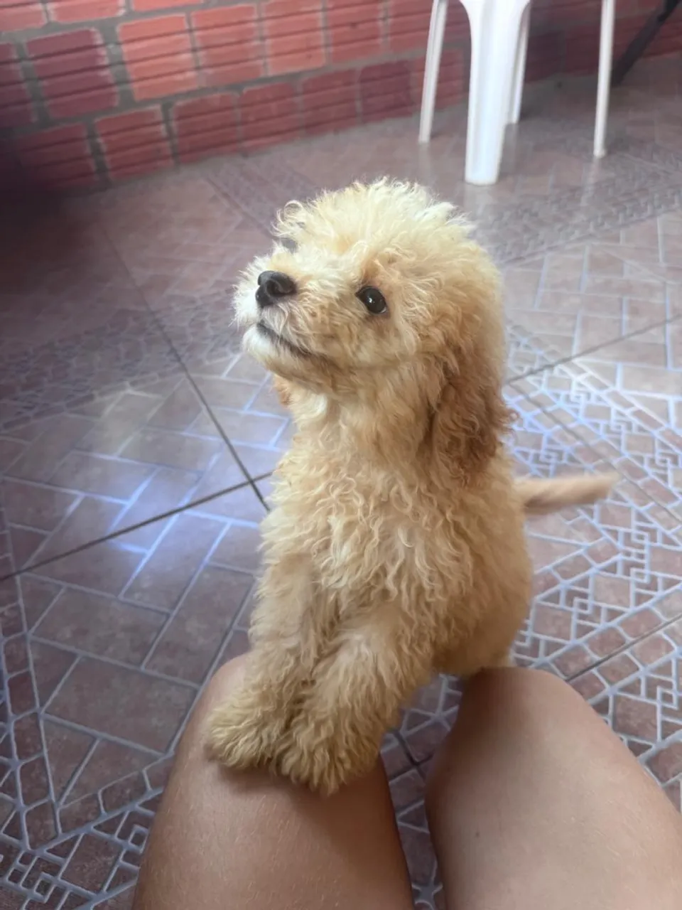 Filhote de Poodle