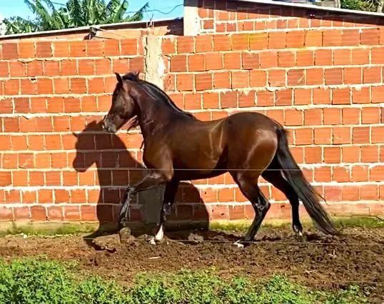 Cavalo mangalarga marchador  - Foto 2