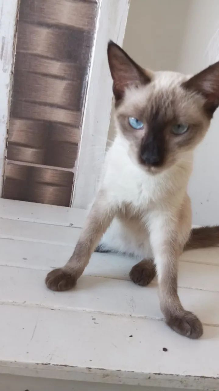Gato Siamês