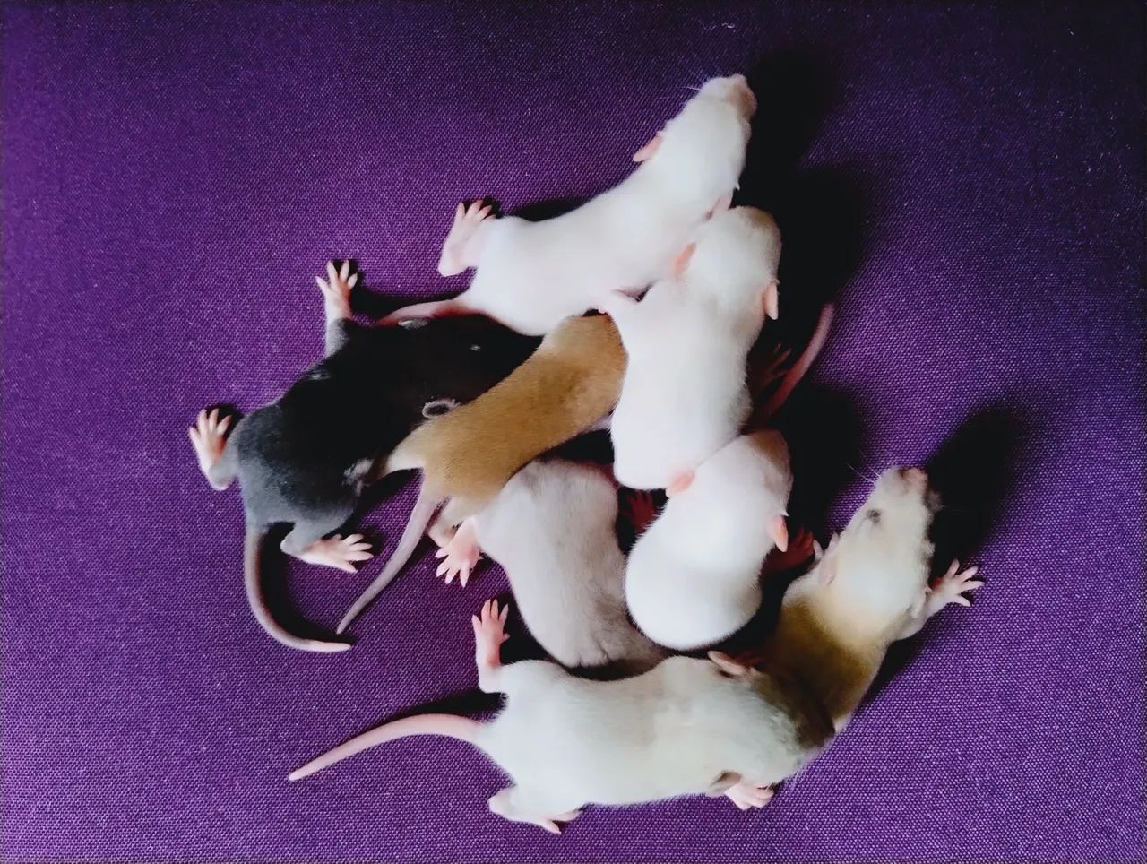 Rato Twister  - Foto 5