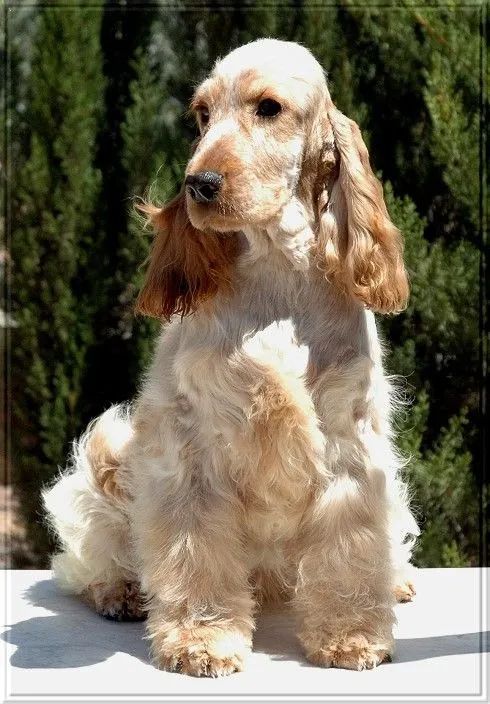  Cocker Filhote Macho