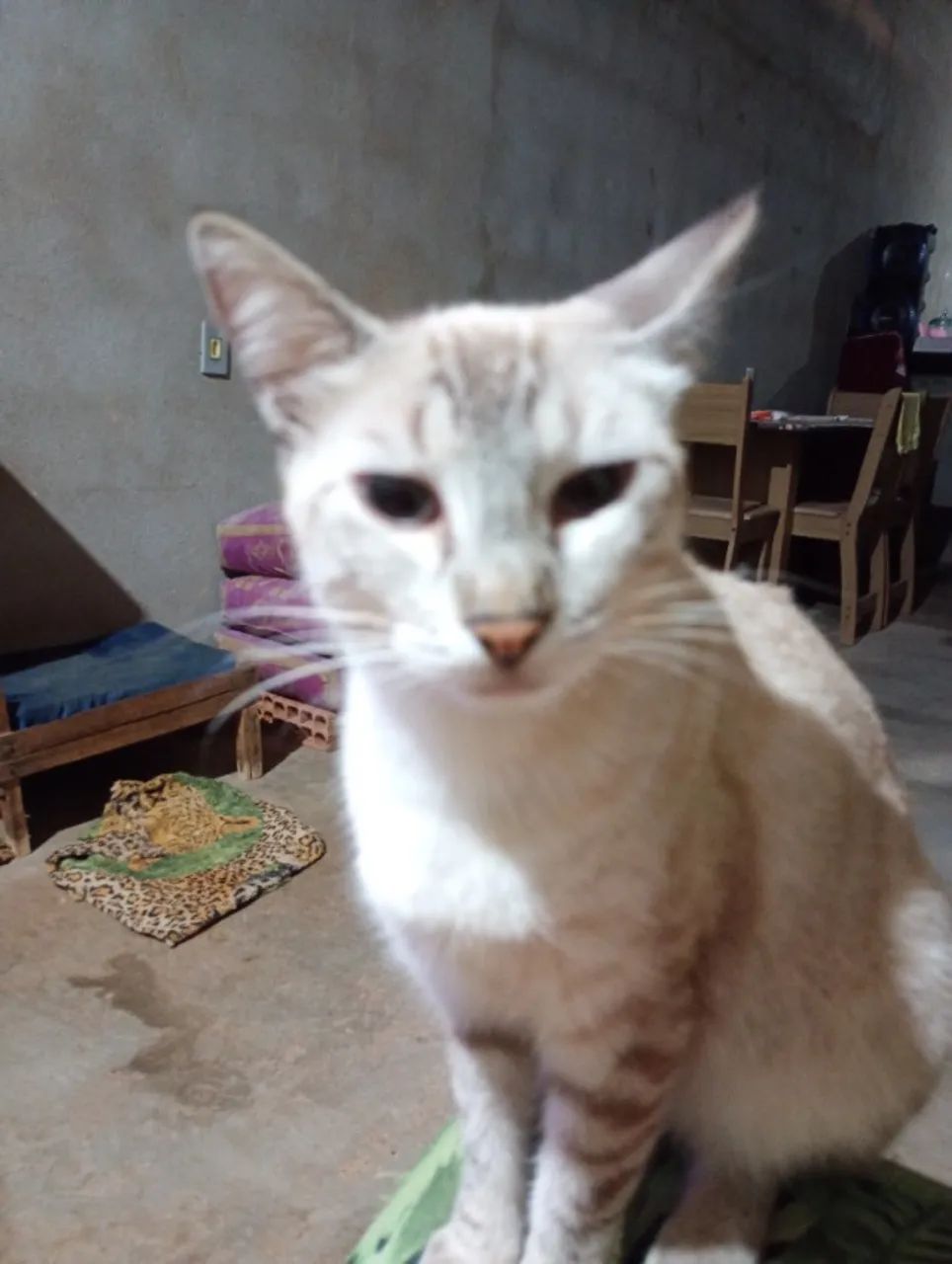 Adoção responsável - Foto 2