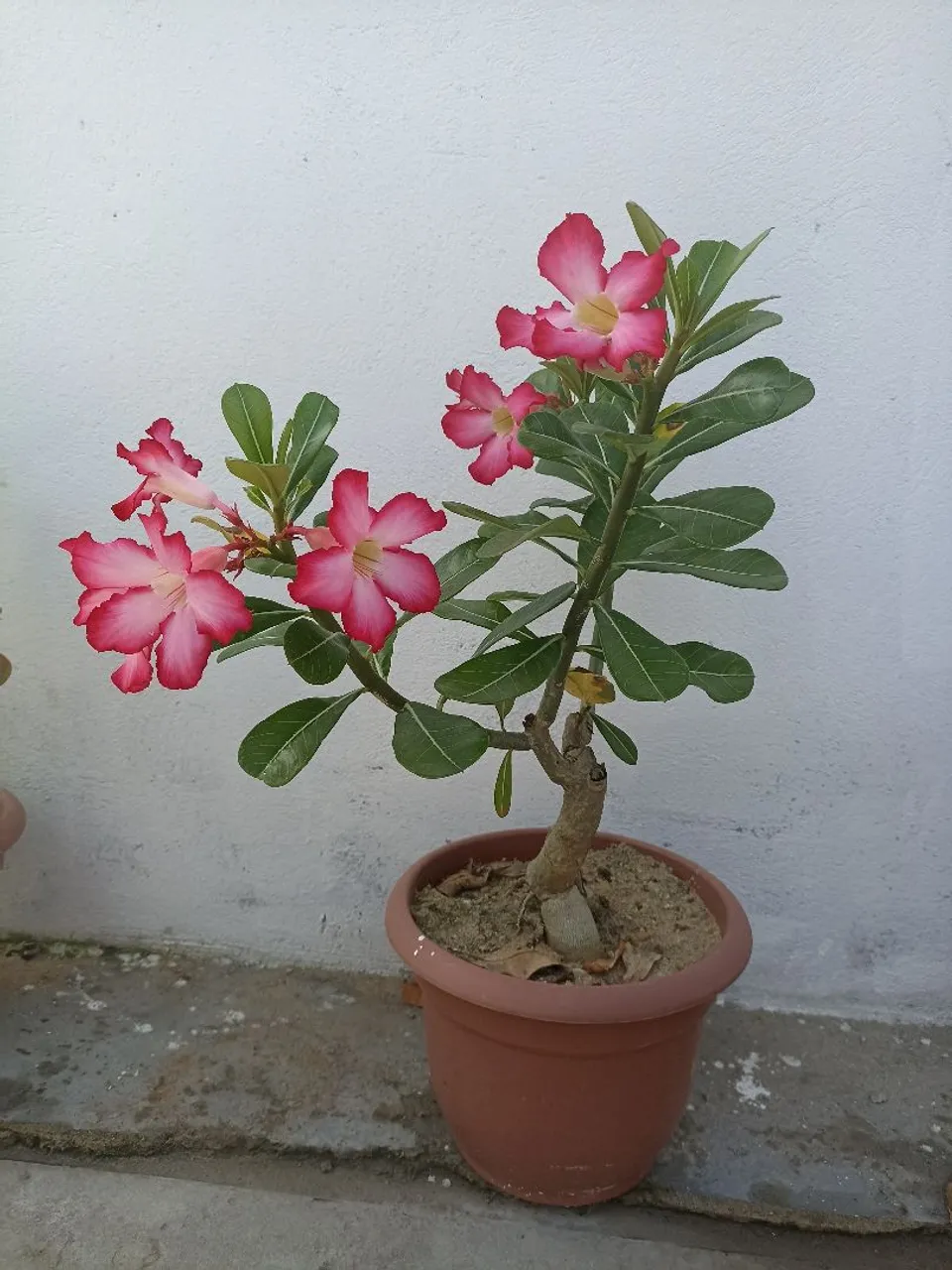 Rosa do deserto linda,venha aproveitar e só hoje,para você colocar no seu quintal